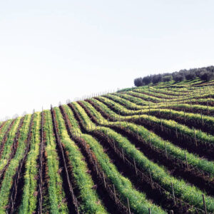 Italiensk vinprovning | Gävle