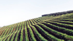 Italiensk vinprovning | Uppsala