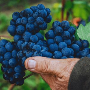 Vinprovning Italiens bästa röda – från Amarone och Chianti till Barolo och nya favoriter | Stockholm